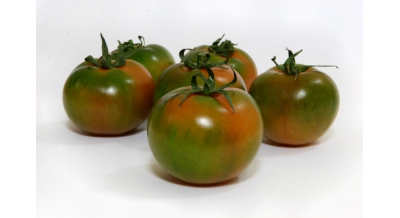 Tomato Camone