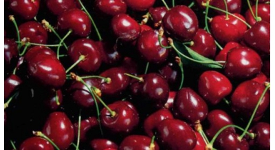 Cherry di Vignola
