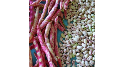 Fresh Borlotti Beans