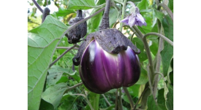 Aubergine Purple