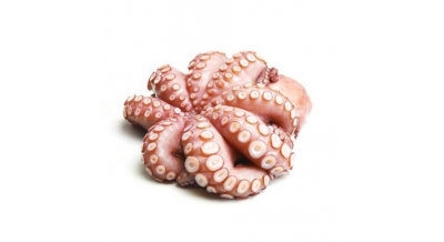 Polpo [Octopus] T6 / T4 / T5 Sua Maesta´